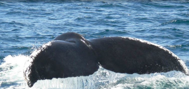 Avistamiento de ballenas